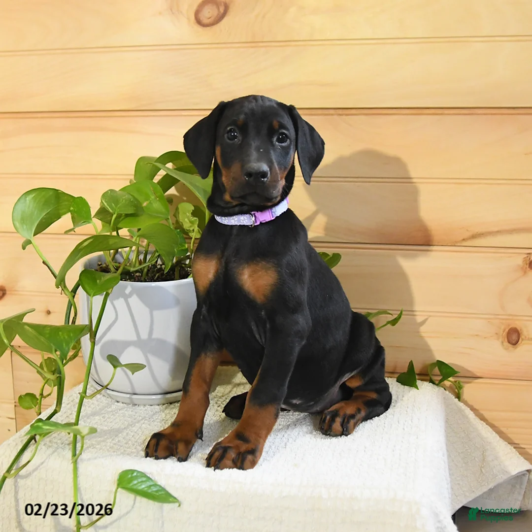 Doberman Pinscher dogs for sale: Aspen - Ad 1