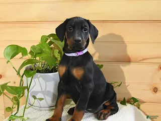 Doberman Pinscher dogs for sale: Aspen - Ad 2