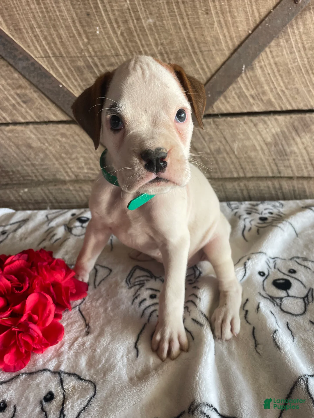 Boxer dogs for sale: Tyson - Ad 4