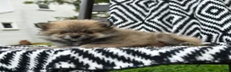 Pomeranian dogs for sale: Greg - Ad 3