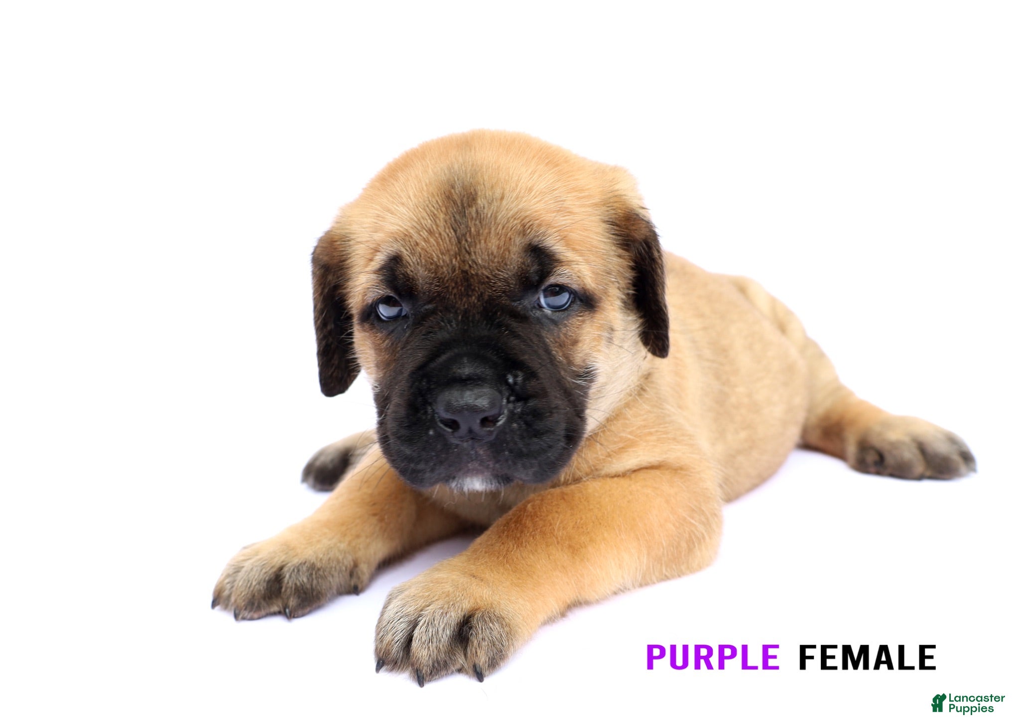Cane Corso dogs Purple Female - Ad 2
