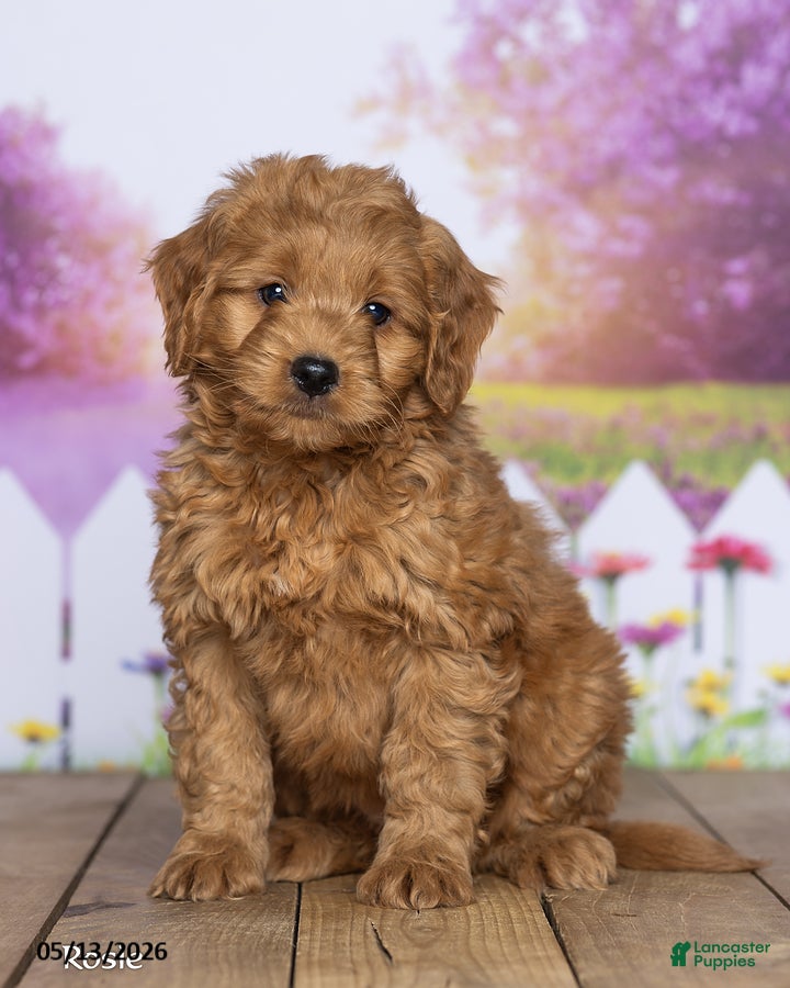 Mini Goldendoodle dogs Rosie - Ad 2