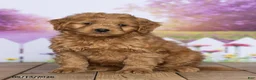 Mini Goldendoodle dogs for sale: Rosie - Ad 2