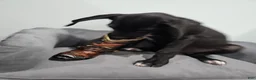 Great Dane dogs for sale: Black - Ad 5