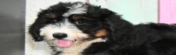 Bernedoodle dogs for sale: Bernedoodle 3 - Ad 4