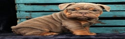 English Bulldog dogs for sale: Simone - Ad 8