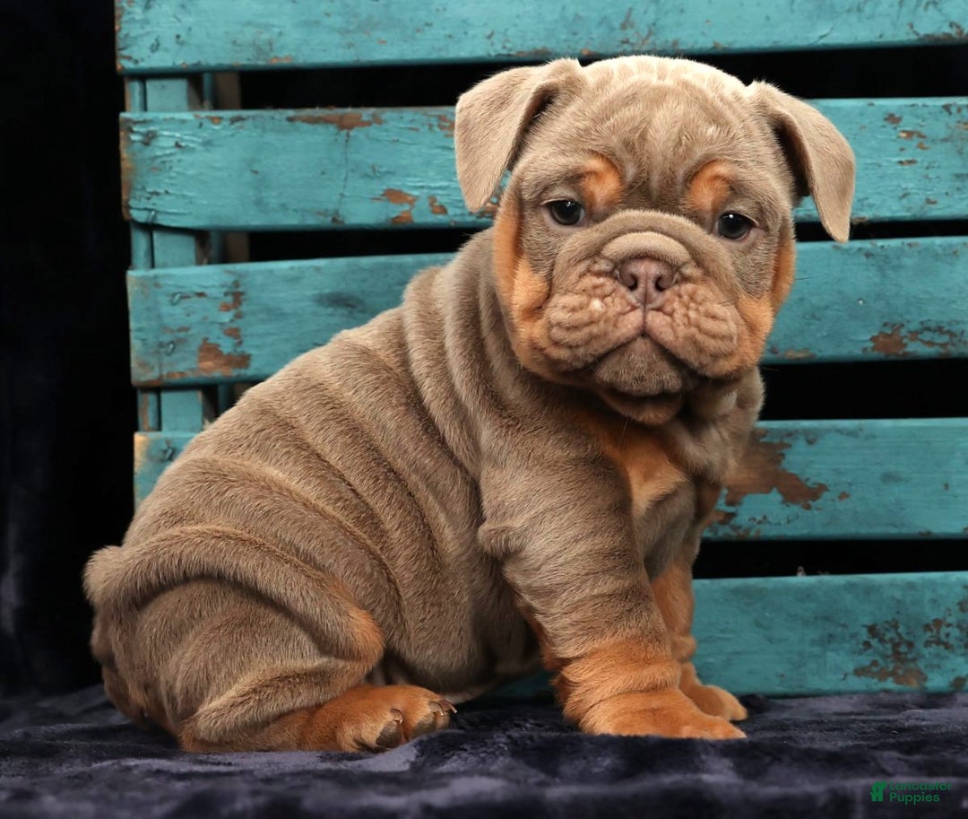 English Bulldog dogs for sale: Simone - Ad 8