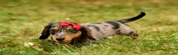 Miniature Dachshund dogs for sale: BAILEY - Ad 1