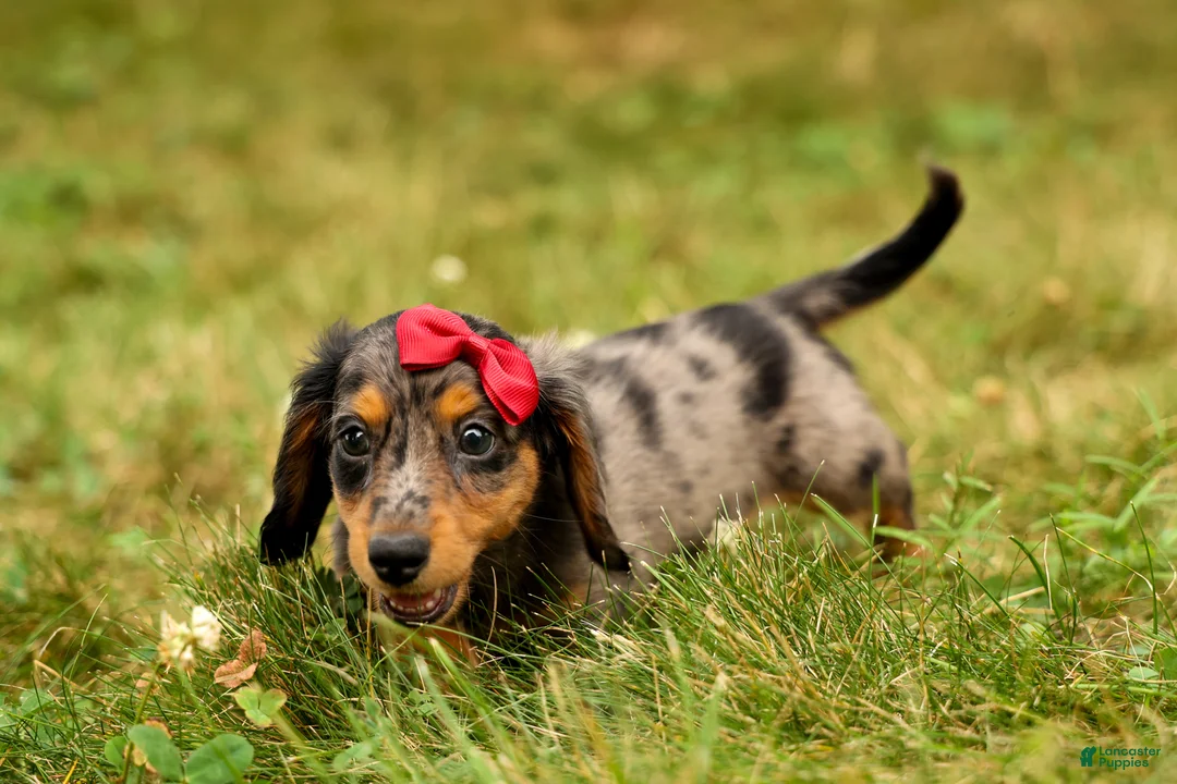 Miniature Dachshund dogs for sale: BAILEY - Ad 1