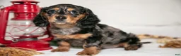 Miniature Dachshund dogs for sale: Pee-Wee - Ad 1