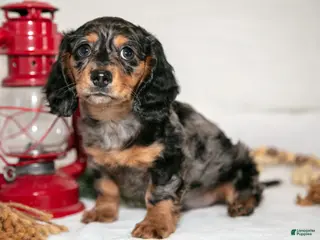 Miniature Dachshund dogs for sale: Pee-Wee - Ad 1