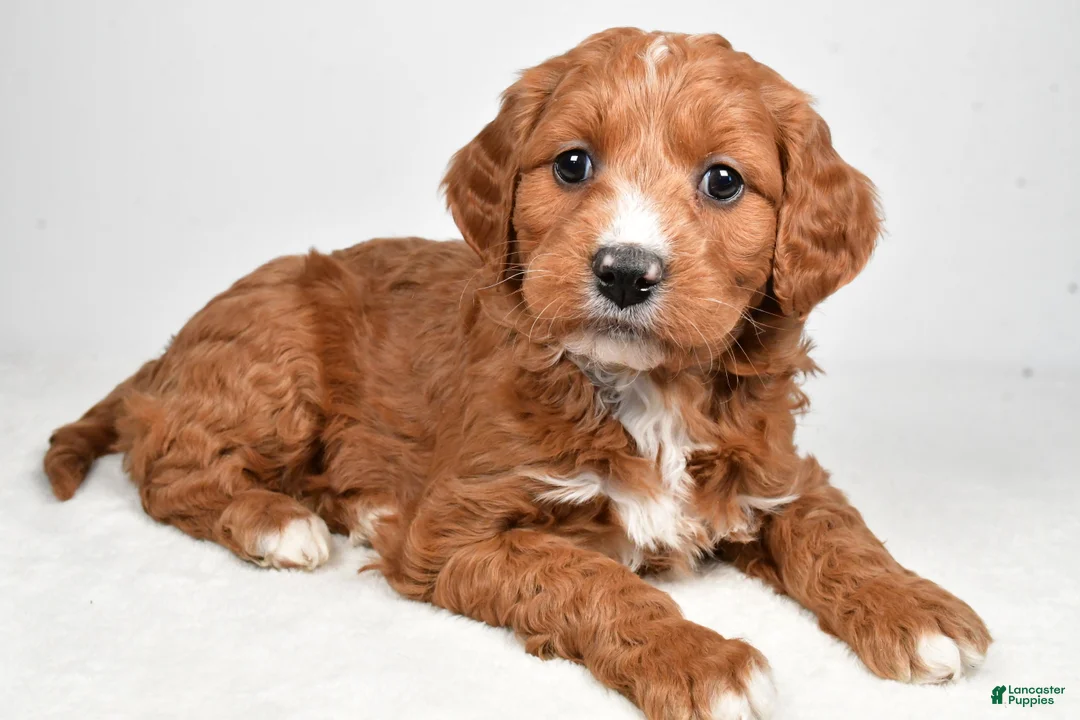 Mini Goldendoodle dogs for sale: Benji - Ad 1