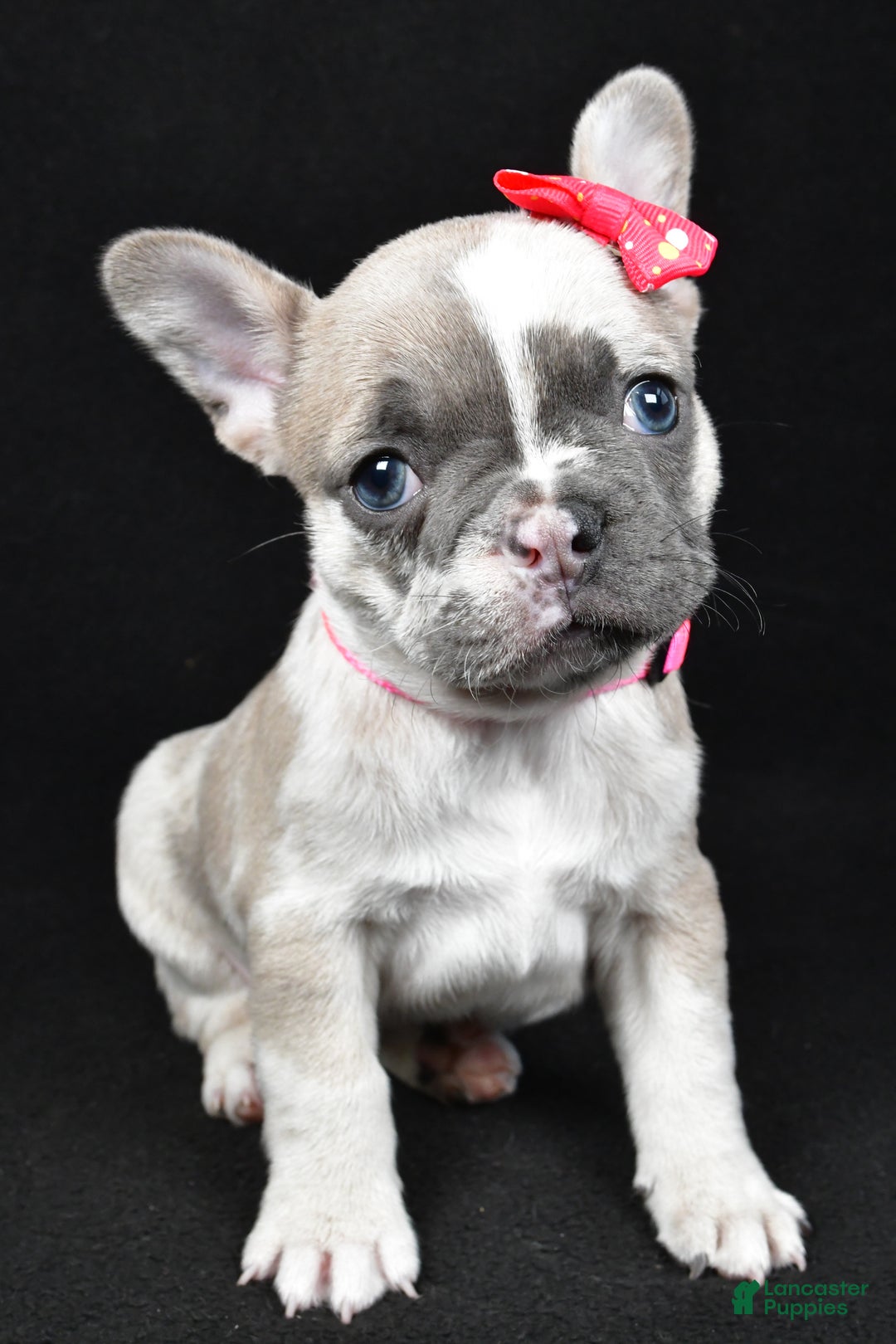 Mixed Breed dogs for sale: Lucy - Ad 6