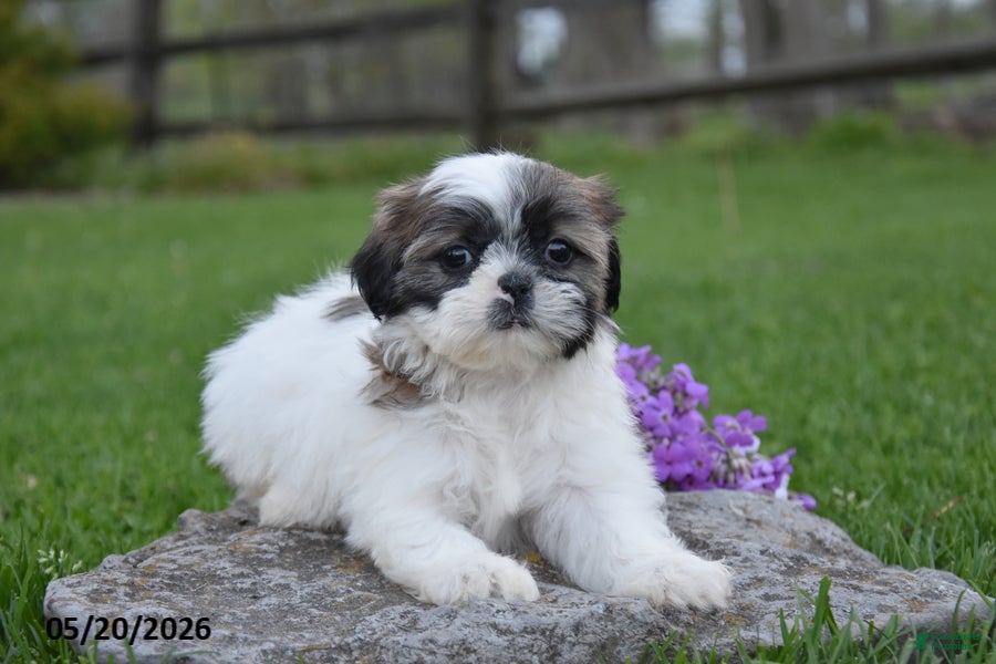 Shih Tzu dogs Gloria - Ad 2