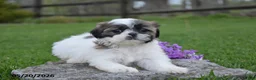 Shih Tzu dogs for sale: Gloria - Ad 2