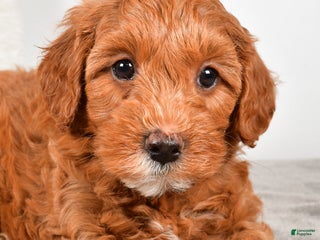 Goldendoodle dogs - Ad 12