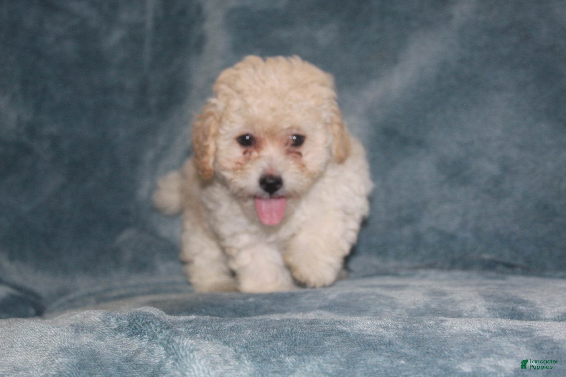 Miniature Poodle dogs Sara - Ad 1