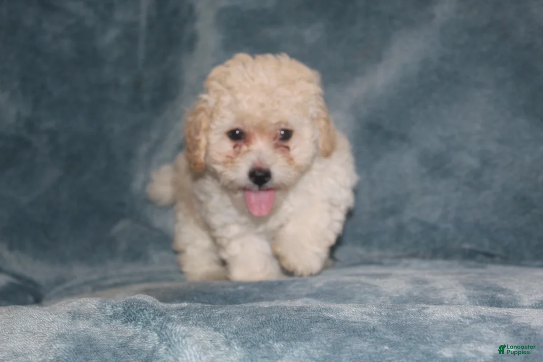 Miniature Poodle dogs for sale: Sara - Ad 1