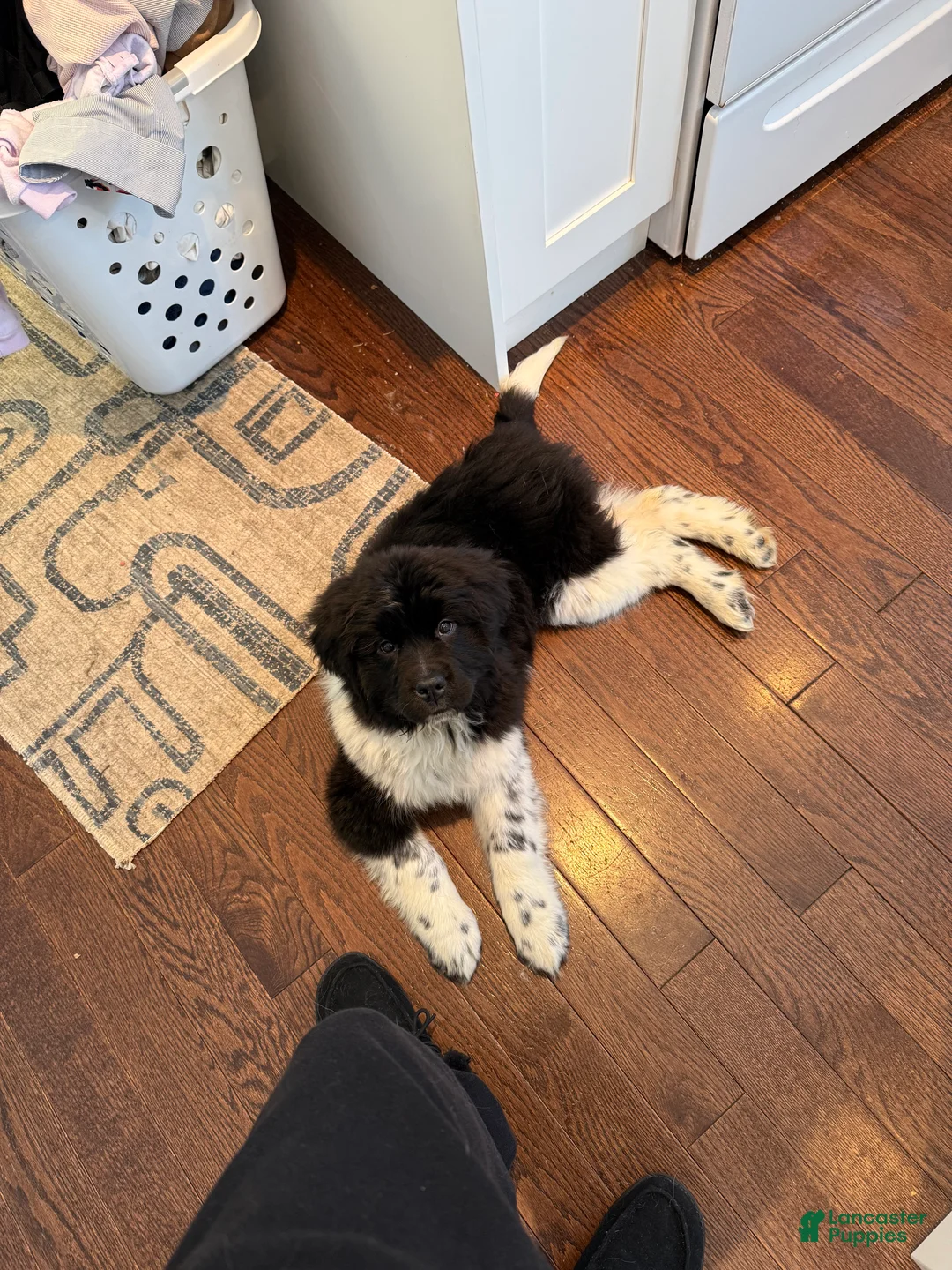 Newfoundland dogs for sale: Newfoundland Puppy 1 - Ad 1