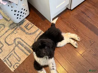 Newfoundland dogs Newfoundland Puppy 1 - Ad 16