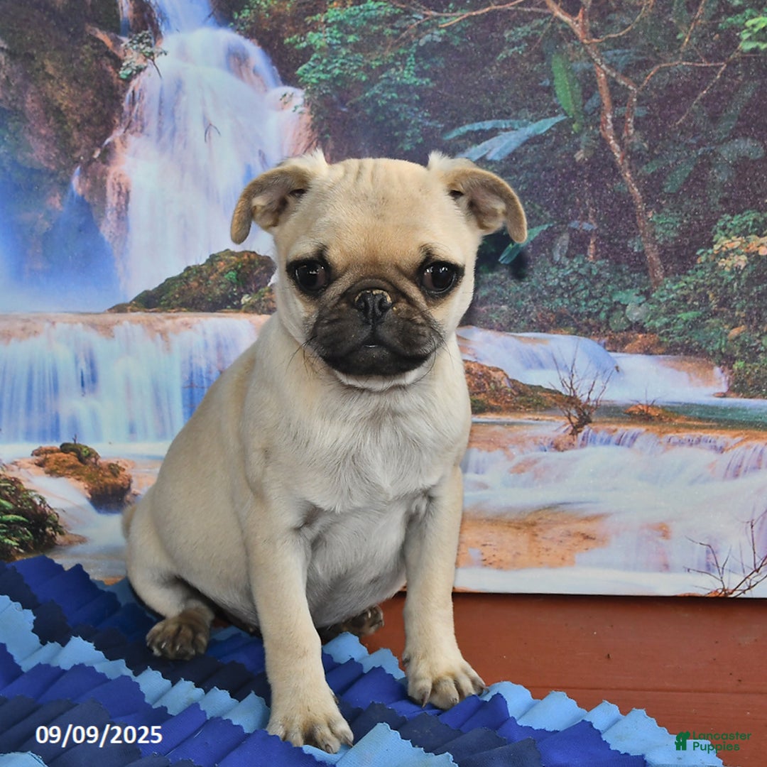 Pug dogs for sale: Wee Willy Winkie - Ad 16