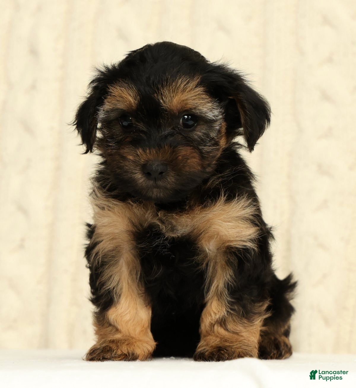 Yorkiepoo dogs Chase - Ad 2