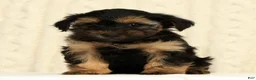 Yorkiepoo dogs for sale: Chase - Ad 2