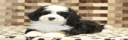 Mini Bernedoodle dogs for sale: Larry - Ad 4