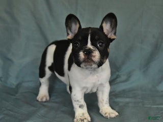 French Bulldog dogs - Ad 24