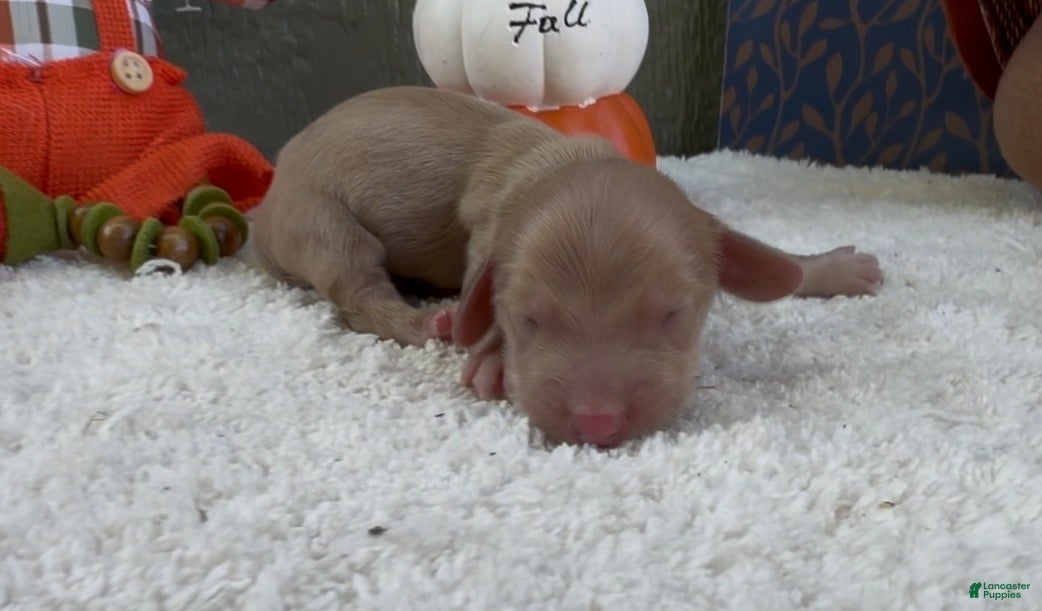 Miniature Dachshund dogs Donnie - Ad 1
