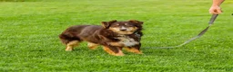 Mini Aussiedoodle dogs for sale: Shiloh - Ad 5