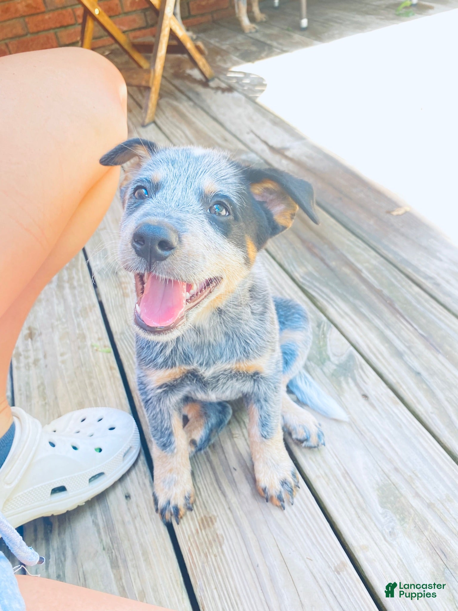 Australian Cattle Dog dogs Penny - Ad 19