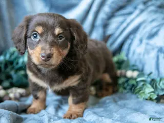 Mixed Breed dogs Dixie - Ad 4