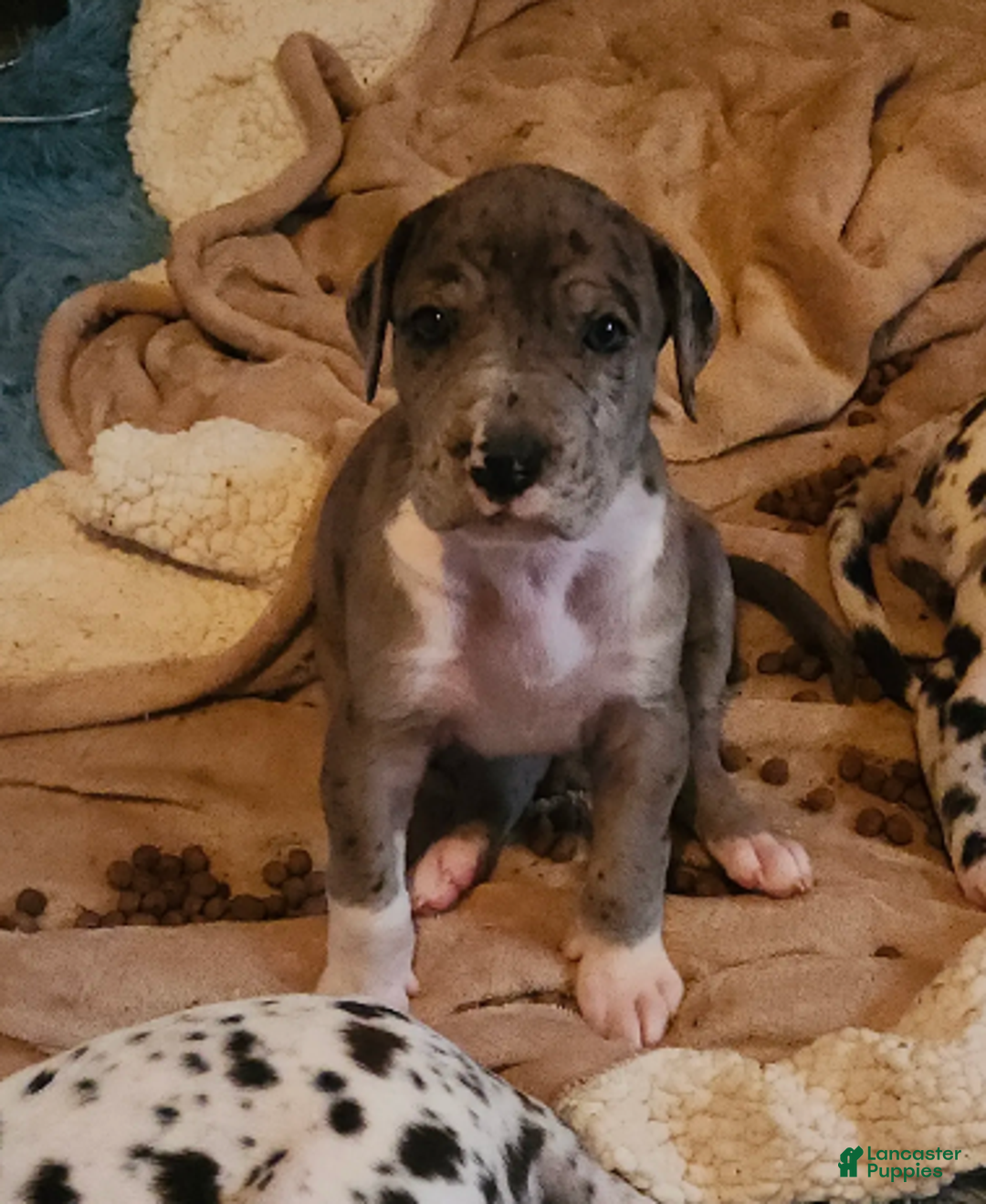 Great Dane dogs for sale: CH EUROPEAN MERLE FEMALE - Ad 1