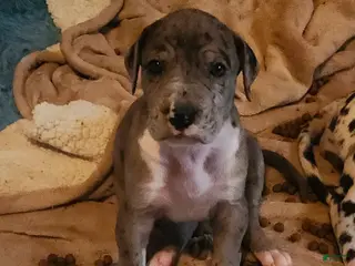 Great Dane dogs CH EUROPEAN MERLE FEMALE - Ad 4