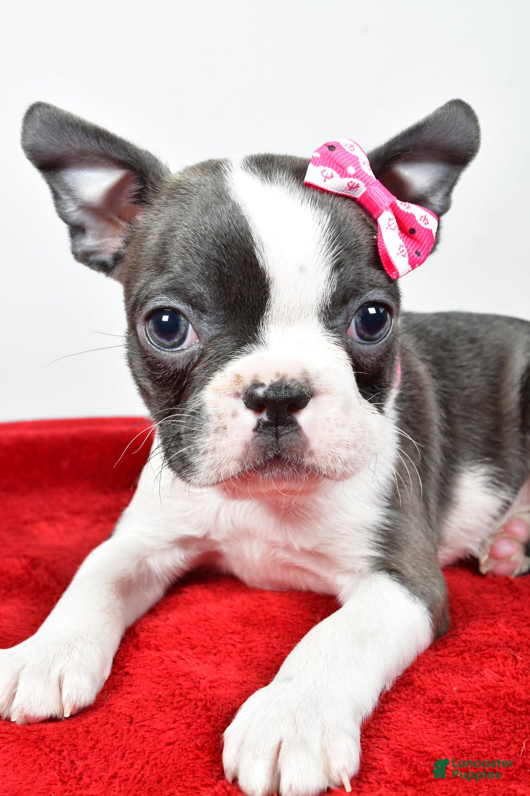 Boston Terrier dogs for sale: Luna - Ad 4