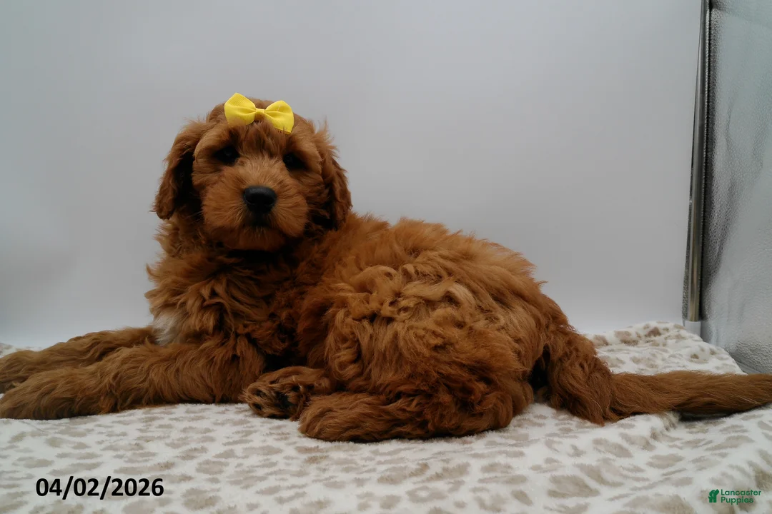Mini Goldendoodle dogs for sale: Winston - Ad 1