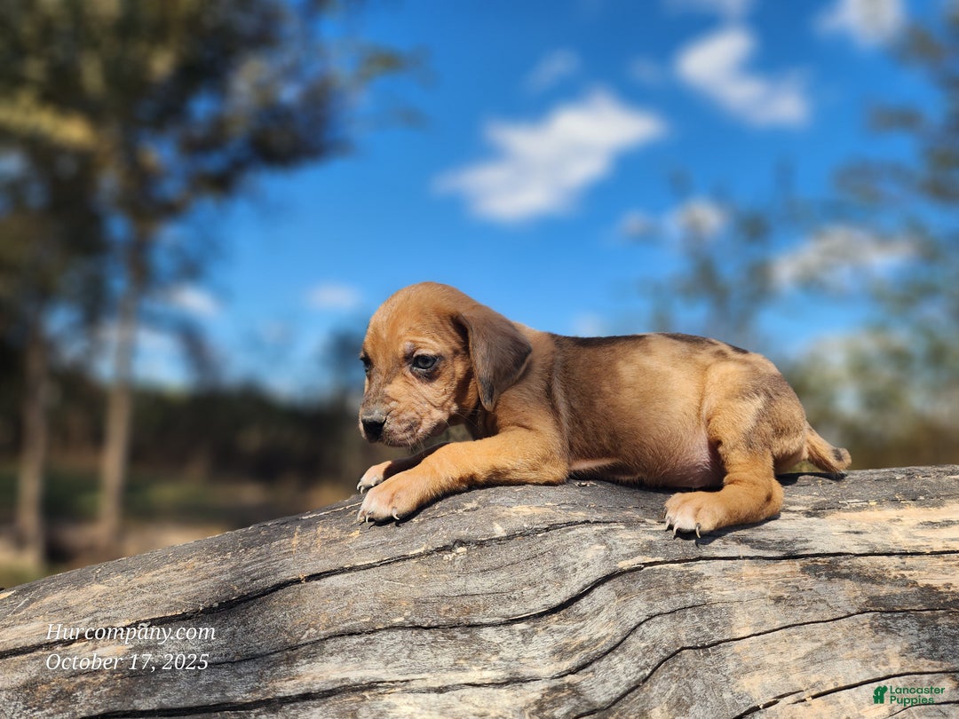Catahoula Leopard Dog dogs for sale: Houdini 2025 Female 2 - Ad 2