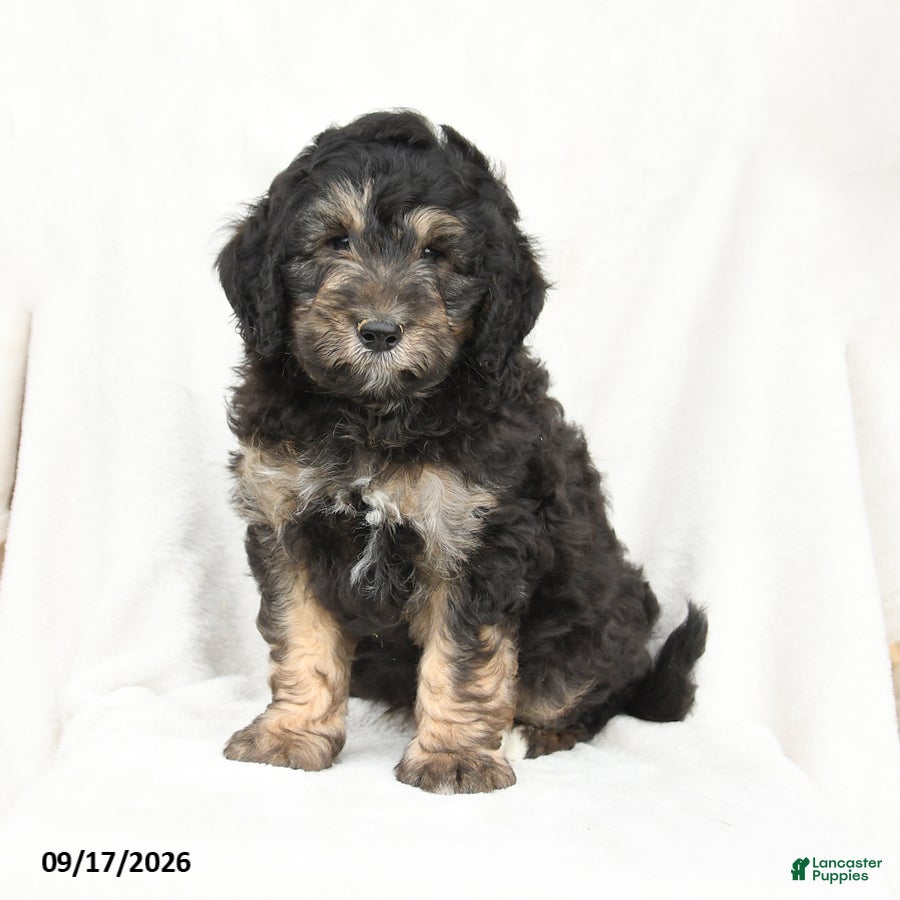 Mini Bernedoodle dogs Monty - Ad 1