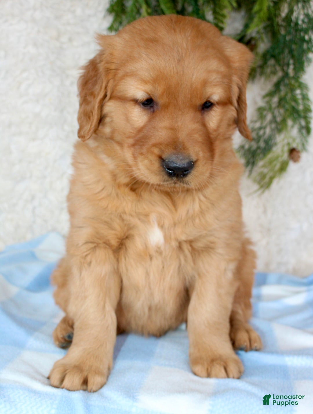 Golden Retriever dogs for sale: Rocky  - Ad 5
