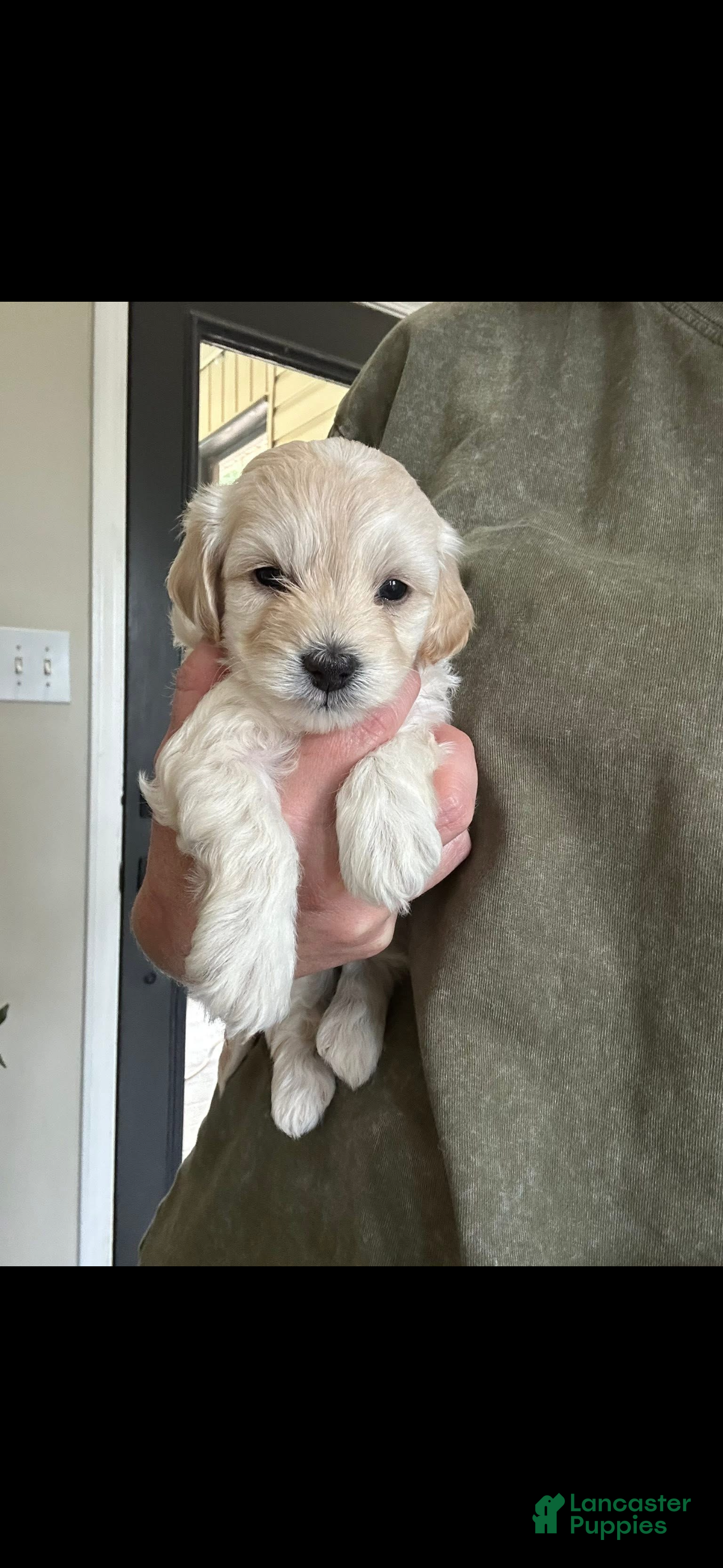Maltipoo dogs Maltipoo Puppy 2 - Ad 15