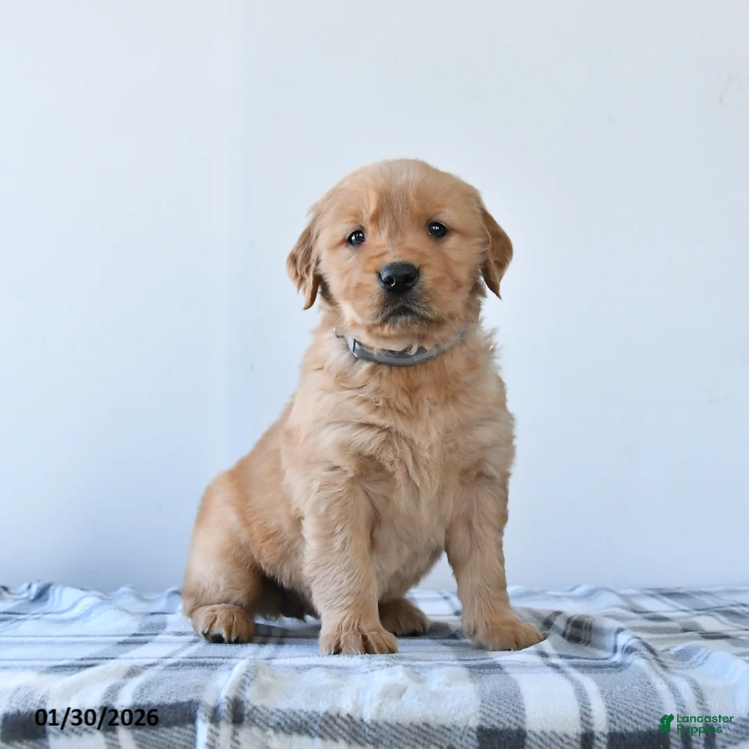 Golden Retriever dogs for sale: Rosie - Ad 2