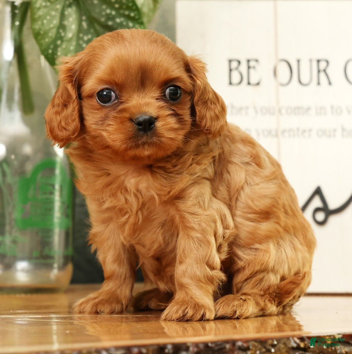 Cavapoo dogs Buzz - Ad 1