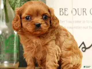 Cavapoo dogs for sale: Buzz - Ad 2