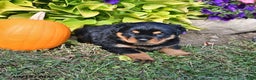 Rottweiler dogs for sale: Alice - Ad 4