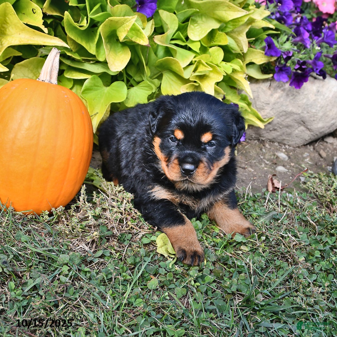 Rottweiler dogs for sale: Alice - Ad 4