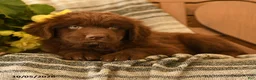 Newfoundland dogs for sale: Marshmallow - Ad 3