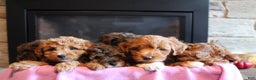 Mini Aussiedoodle dogs for sale: Hazel - Ad 15