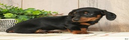 Miniature Dachshund dogs for sale: Chloe - Ad 3