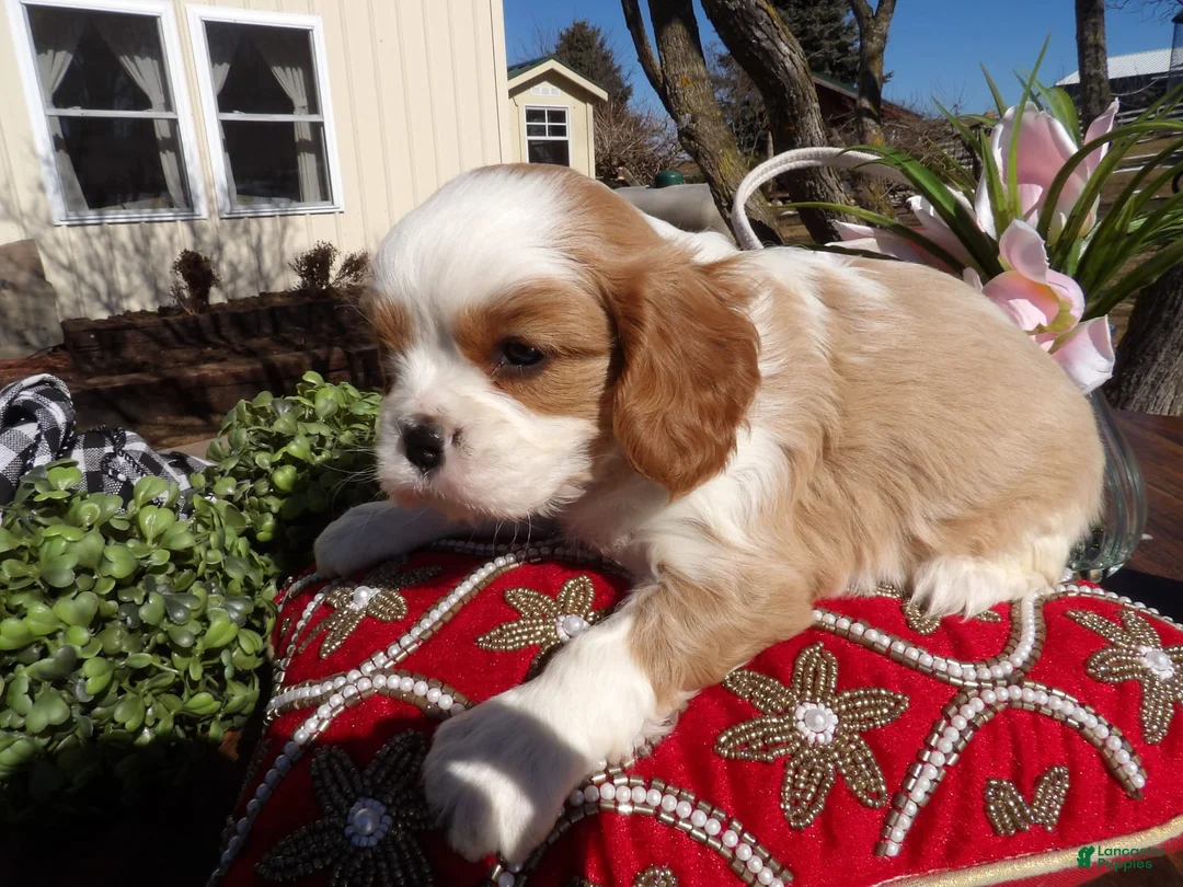 Gallery Image {{count}}